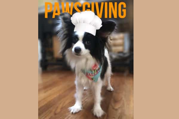 papillon dog with chef hat, photo