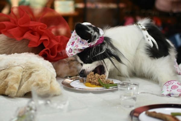 Papillon enjoying thanksgiving meal, photo