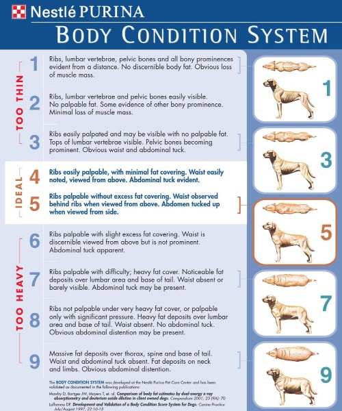 Purina Body Condition Score Chart showing BCS 1-9 with accompany images of dogs BCS of too thin, ideal, and too heavy