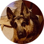 German Shepherd dog's face, photo