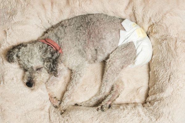 Dog wearing a diaper due to increased urination, which is one of several symptoms of SARDS in dogs