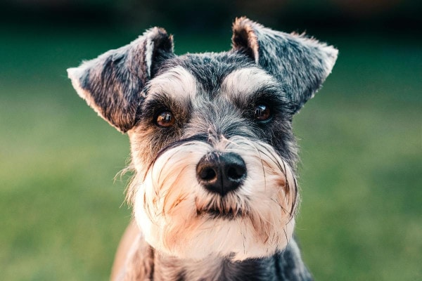Cute face of a Schnauzer, a breed predisposed to SARDS