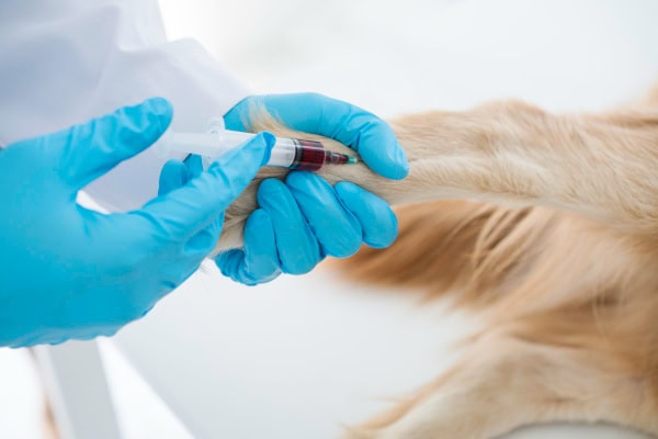 Vet drawing blood from the leg of a dog to test for SLE