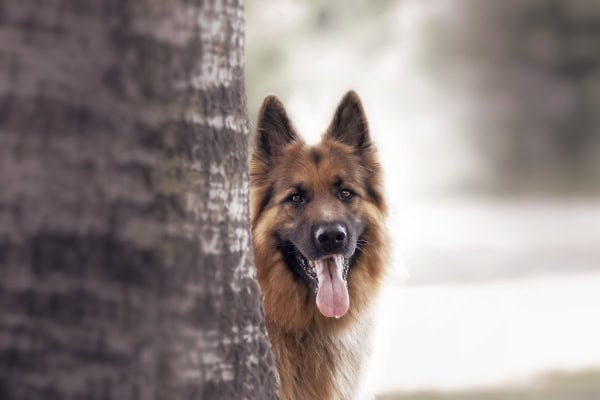 German Shepherd dog looking out from behind a tree