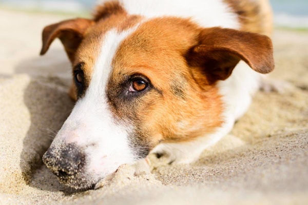 Dog laying outside in the sun