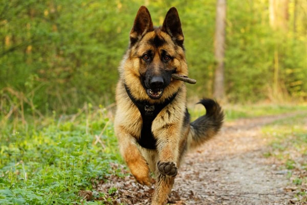 German Shepherd, a breed more prone to symmetric lupoid onychodystrophy, running down a wooded path