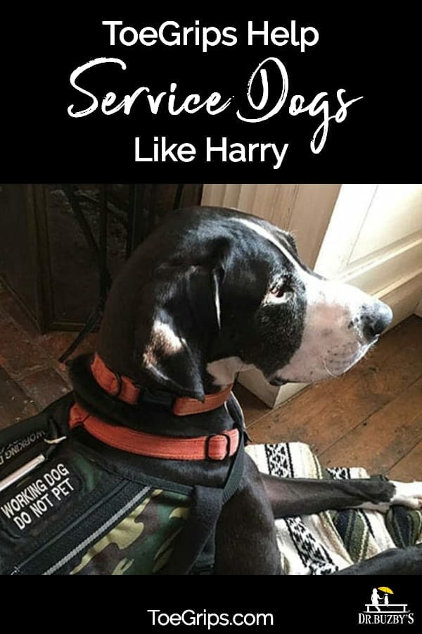 dog wearing working dog do not pet vest and title ToeGrips® dog nail grips Help Service Dogs Like Harry
