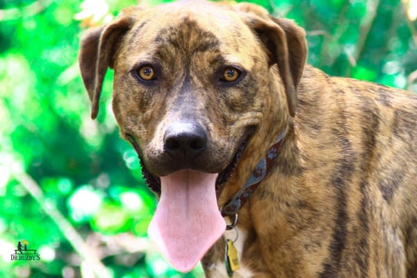 Dog with smiley face and tongue out, photo