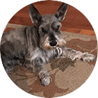 Older Schnauzer dog wearing green ToeGrips dog nail grips, photo
