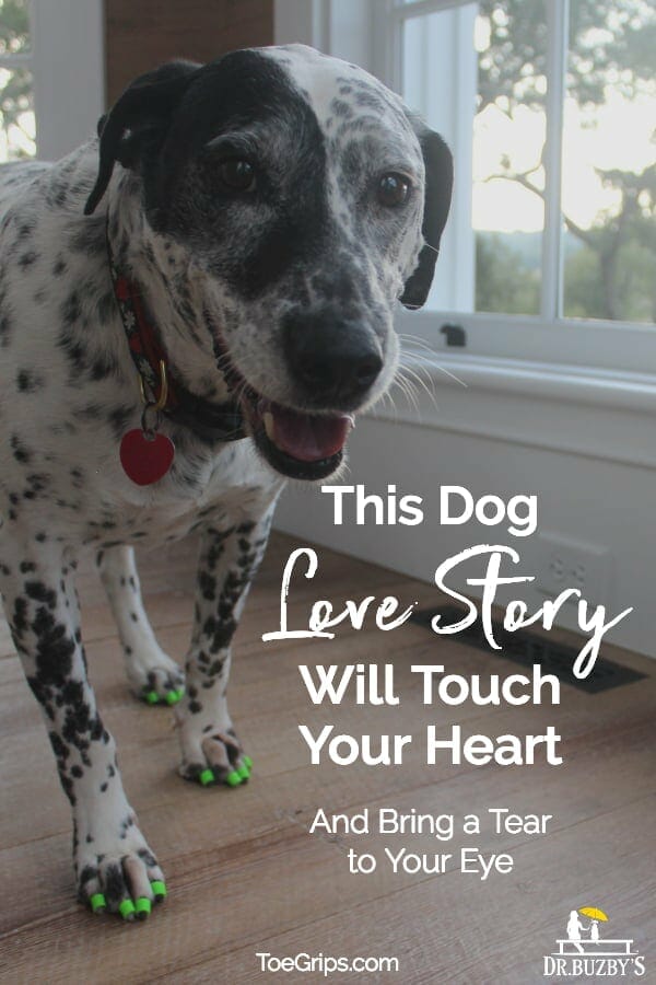 black and white spotted dog and title This Dog Love Story Will Touch Your Heart and Bring a Tear to Your Eye