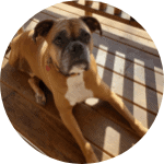 Senior Box dog sitting on deck, photo