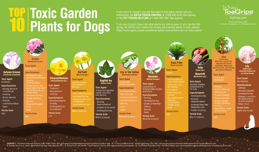 garden plants that are dangerous to dogs infographic with photos and descriptions of toxic plants
