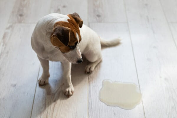 Jack Russell Terrier sitting next to urine spot in the house, which is a classic sign of a UTI in dogs, photo