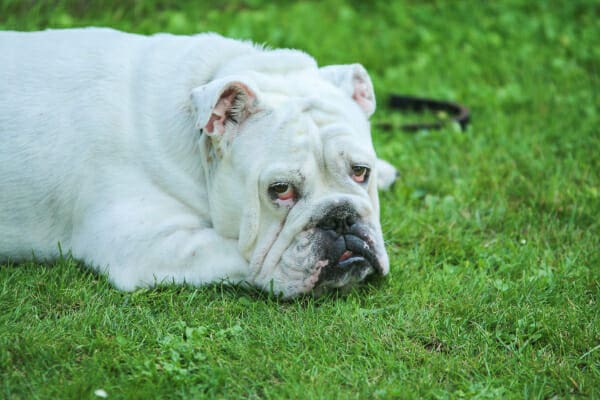 White bulldog lying in the grass