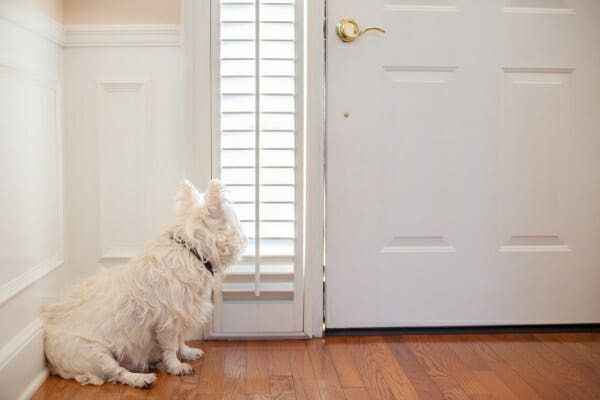 West Highland White Terrier sitting at the front door, waiting to go out to urinate