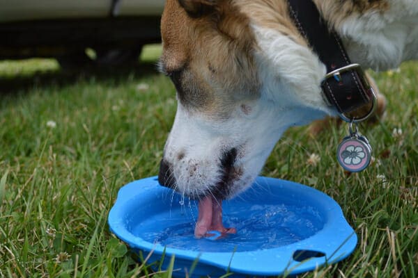Shepherd mix drinking from a traveling water bowl, photo