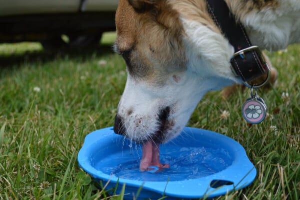 https://toegrips.com/wp-content/uploads/UTI-dog-drink-water.jpg?utm_source=chatgpt.com