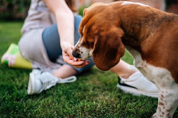 Owner feeding their Beagle some medication hidden in a treat