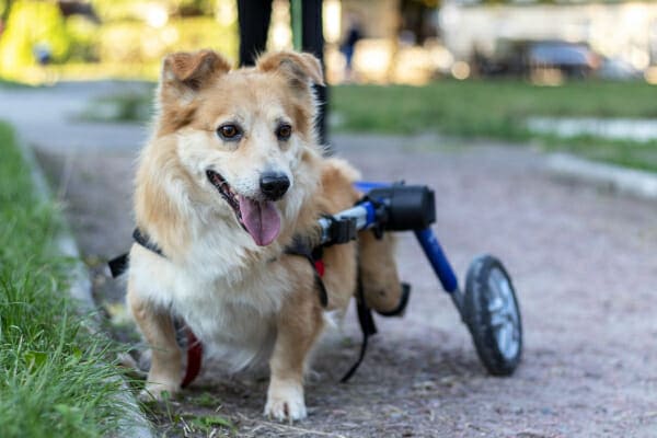 Corgi mix in a doggie wheelchair, at the park