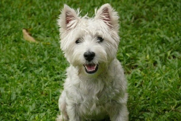 West Highland White Terrier, playing in a grassy lawn