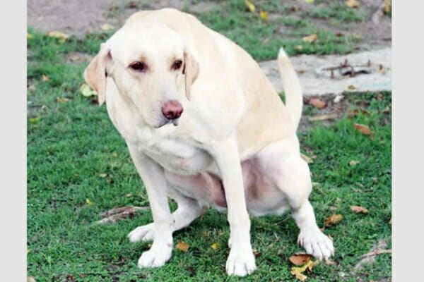 A female yellow lab, squatting to urinate on the lawn