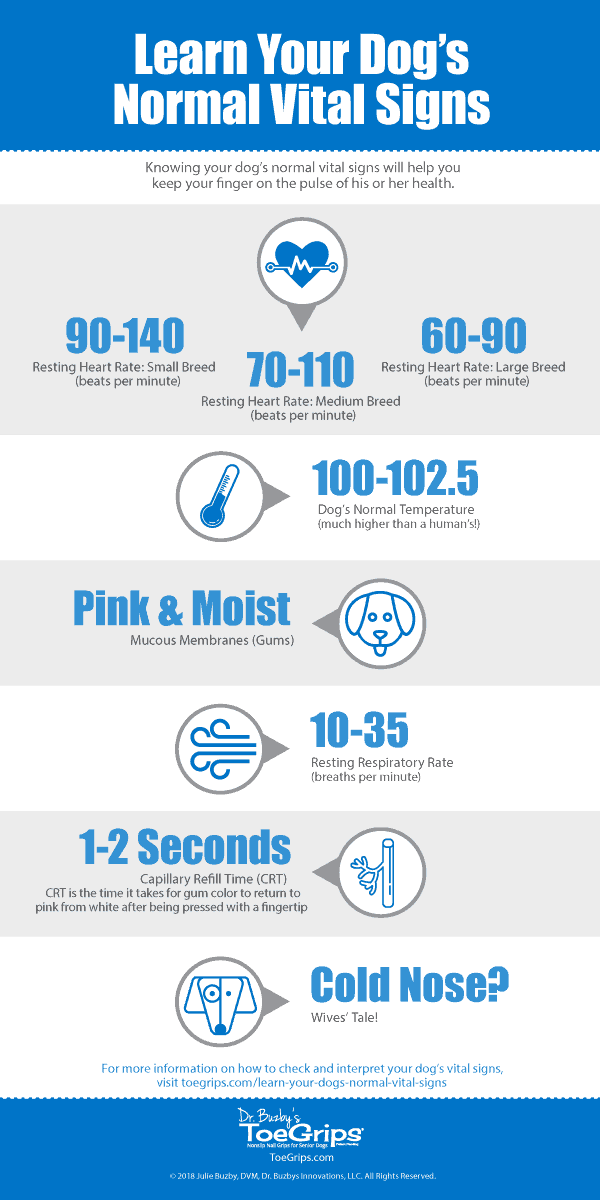 Keeping a "Pulse" on Your Dog's Vital Signs Dr. Buzby's ToeGrips for Dogs