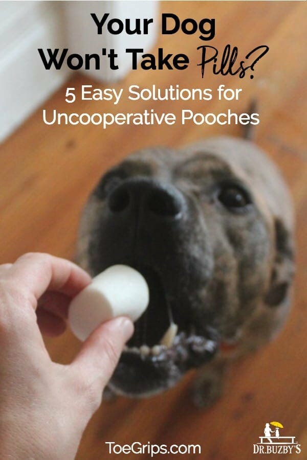 How to Force Feed a Dog Who Won't Eat: Practical Tips for Picky Pups