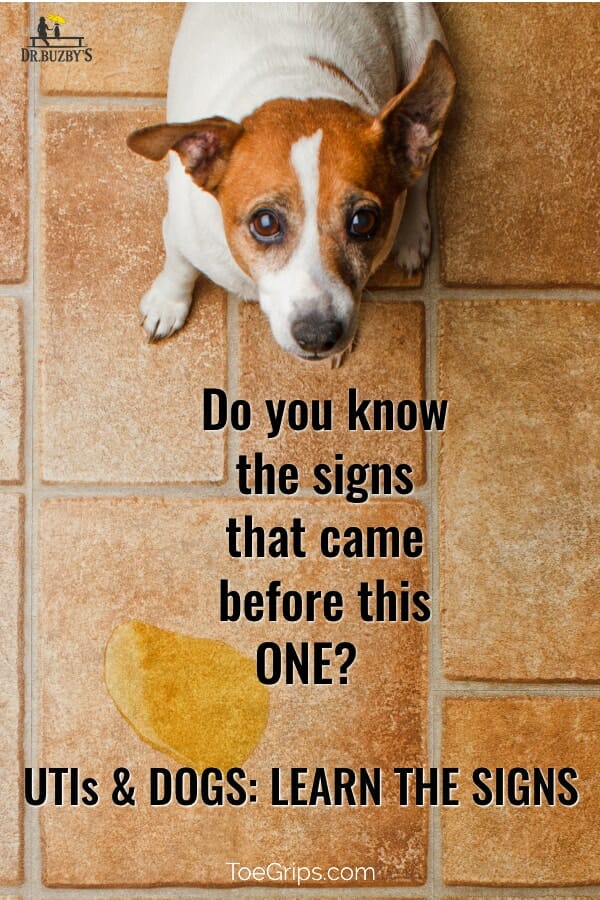 dog looking up and urine puddle beside him with title: UTI in Dogs: Do you know the signs that came before this one? 