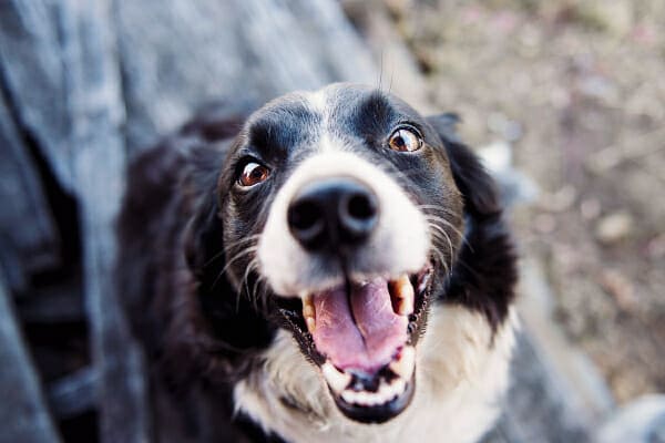 Border Collie panting and looking upwards at the camera, photo