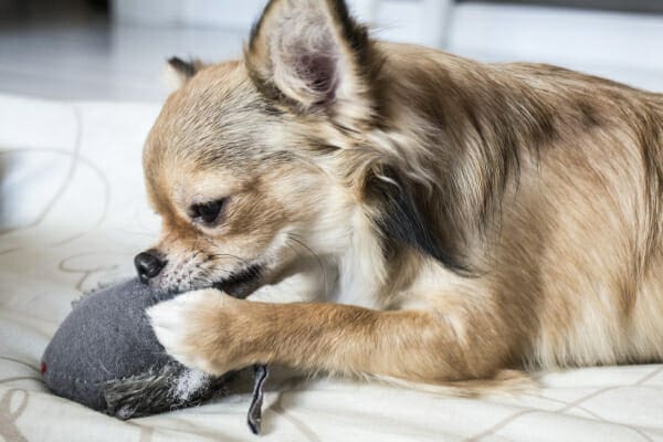 Longhaired Chihuahua on the bed, chewing a soft chew toy, photo