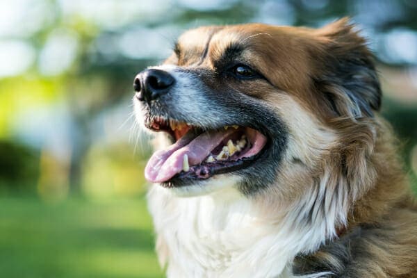 Collie Mix panting, teeth covered in tartar are visible, photo