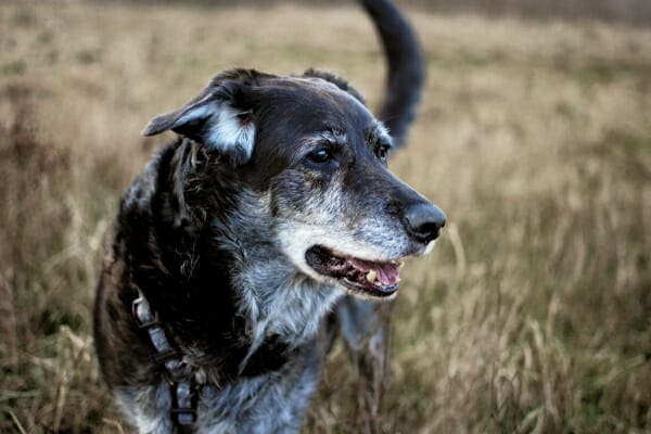 Senior lab mix in a grassy field, photo