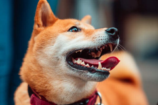 Shiba Inu panting, giving a good view of his teeth, photo