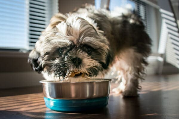 Shih Tzu eating out of a dog bowl, photo