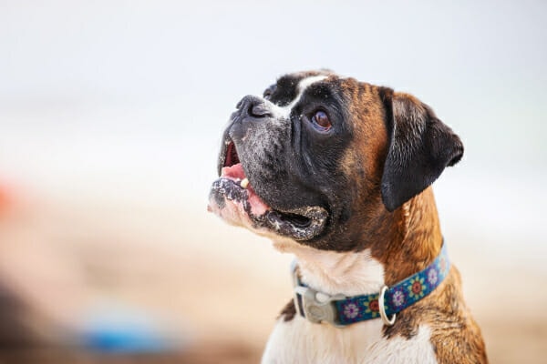 Boxer side profile looking up and panting, photo