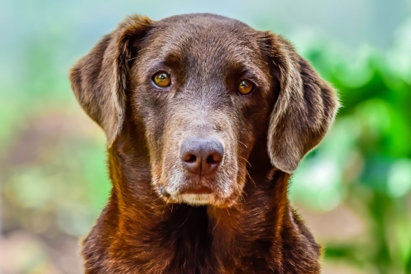 Chocolate Lab sitting at attention.