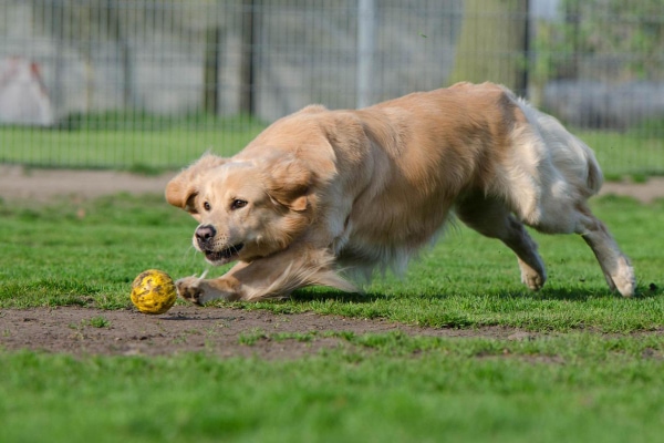 Golden Retriever chasing after a yellow ball.