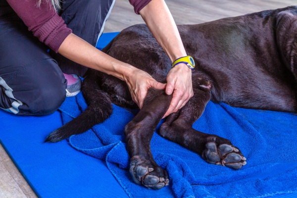 Woman supporting the knee in a dog who is lying on his side.