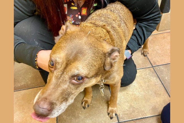 Senior mixed breed dog after having acupuncture needles applied, photo