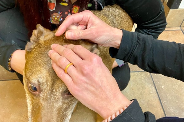 Mixed breed dog having acupuncture needles applied to the top of his head, photo