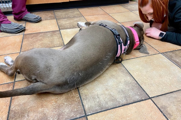 A blue Pitbull dog lying on her side while receiving acupuncture along her spine, photo