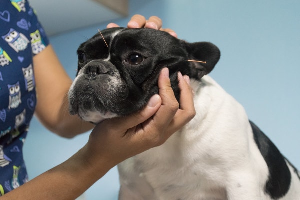 Boston Terrier having acupuncture with acupuncture needles around his face, photo