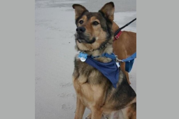 Casey, a senior Shepherd mix, who had acupuncture for dogs,  photo