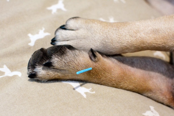 An acupuncture needle placed on the foot of a dog, photo