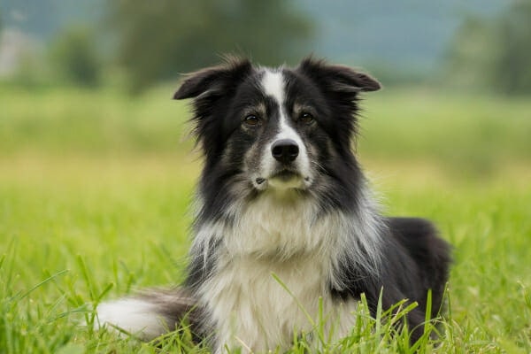 Border collie laying alert in a grassy field, photo