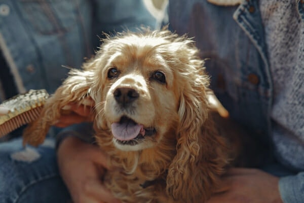 Cocker Spaniel being brushed by her owners, photo