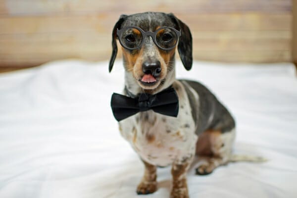 Dachshund on a bed wearing glasses and bowtie, photo