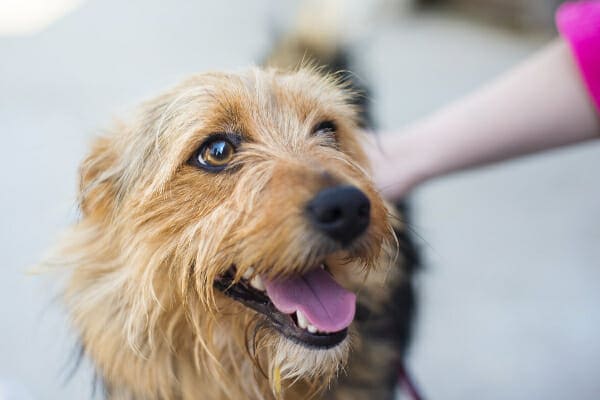 Terrier mix being pet by his owner, photo