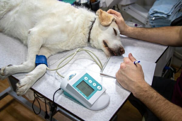 Sick Yellow Labrador Retriever on the exam table having their blood pressure read, photo