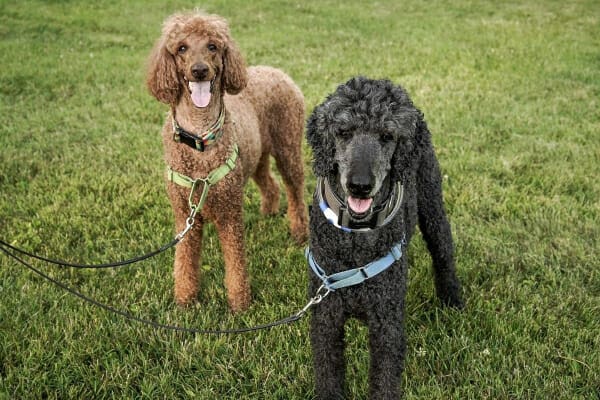 Two Standard Poodles on a walk in a park, photo
